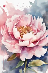 Peony Bloom