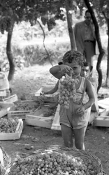Bitter Grapes - Child with Cluster