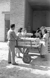 Bitter Grapes - Warehouse Storage