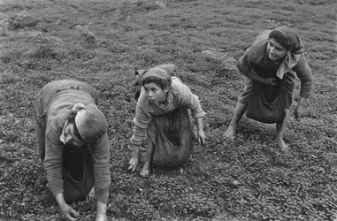 Feminine Job: Collection of the Olives in Calabria