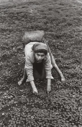 Olive Collector