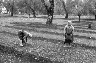 Olive Pickers