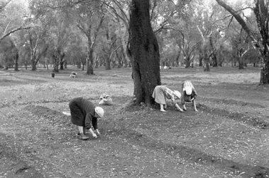 Olive Pickers