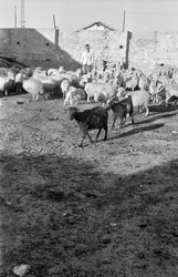 Transhumance in Crotone