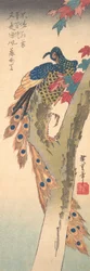 A Peacock Perched on a Maple Tree, ca. 1833.