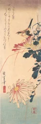 A Wren and Chrysanthemums