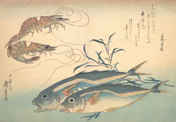 Aji Fish and Kuruma-ebi, from the series Every Variety of Fish, 1830s
