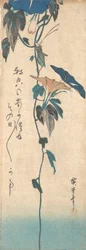 Grasshopper and Morning-glory Vine