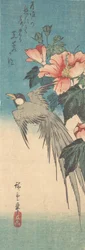Hibiscus Mutabilis and Long-Tailed Bird