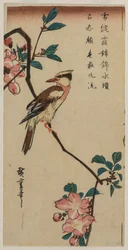 Korean Nightingale on Cherry Branch
