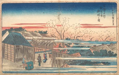 Morning Cherries at Yoshiwara