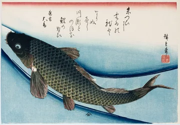 Carp, from the series Collection of Fish