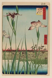 Horikiri Iris Garden