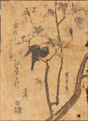 Study of bird asleep on branch