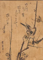Study of Bird Perched on Branch