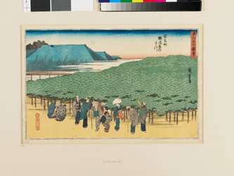 The Naniwa Pine in Adachi-chō