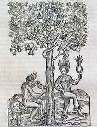 Nana Fruit, Tropical Medicinal Plant, from Universal Cosmology