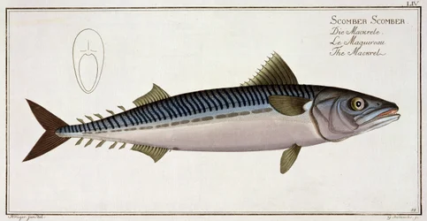 Mackerel (Scomber Scomber) plate LIV from 