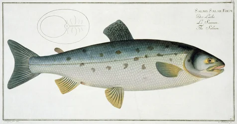 Salmon (Salmo Salar) Plate XX from 