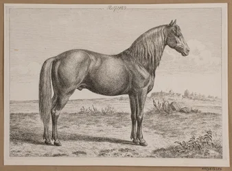 Rolf. A Horse in the Field