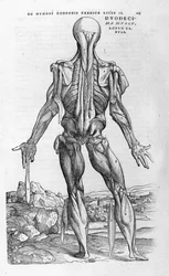 Andrea Vesalio (1514 - 1564), doctor of Charles V. “Humani corporis fabrica libri septem”, Basel 1543.