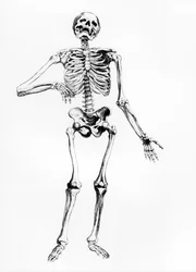 Human Skeleton