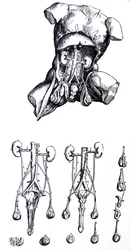 The Plates from the Fifth Book of the De Humani Corporis Fabrica