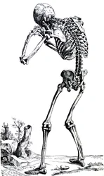 The Plates from the First Book of the De Humani Corporis Fabrica