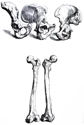 The Plates from the First Book of the De Humani Corporis Fabrica