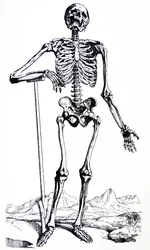 The Plates from the First Book of the De Humani Corporis Fabrica