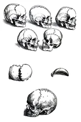 The Plates from the First Book of the De Humani Corporis Fabrica by Andreas Vesalius