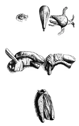The Plates from the Second Book of the De Humani Corporis Fabrica