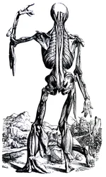 The Plates from the Second Book of the De Humani Corporis Fabrica