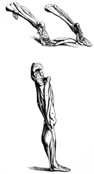 The Plates from the Second Book of the De Humani Corporis Fabrica