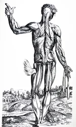 The Plates from the Second Book of the De Humani Corporis Fabrica