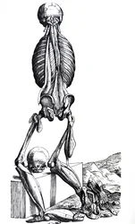 The Plates from the Second Book of the De Humani Corporis Fabrica