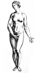 The Plates from the Seventh Book of the De Humani Corporis Fabrica