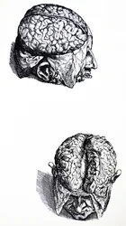 The Plates from the Seventh Book of the De Humani Corporis Fabrica