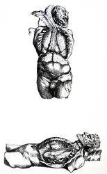 The Plates from the Sixth Book of the De Humani Corporis Fabrica