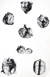 The Plates from the Sixth Book of the De Humani Corporis Fabrica