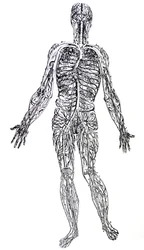 The Plates from the Third Book of the De Humani Corporis Fabrica