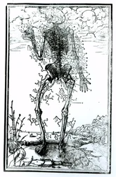 Vascular System of the Body