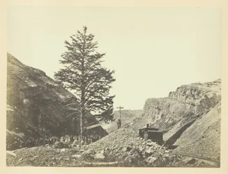Thousand Mile Tree, Wilhelmina