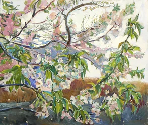 Blooming Cherry Branches
