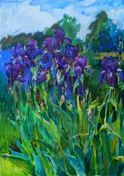 Purple Iris Garden