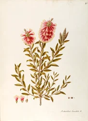 Crimson Bottlebrush
