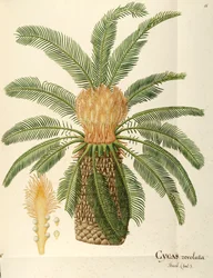 Sago palm (Cycas revoluta Thunb), Cycadaceae