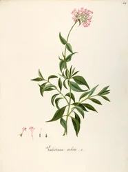 Red Valerian (Centranthus ruber), Herbaceous perennial plant for flower beds or rocky gardens, spontaneous in Italy
