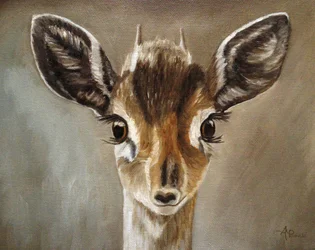 Adorable Dik-Dik Fawn