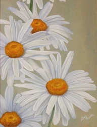 Cheerful White Daisies